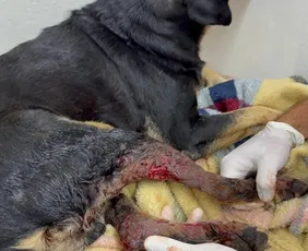 Imagem ilustrativa da imagem Cachorro é baleado por policial militar no RS