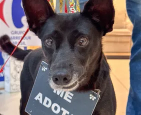 Imagem ilustrativa da imagem Campanha de adoção no Carrefour Recife incentiva famílias a acolher pets resgatados