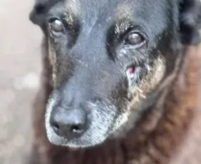 Imagem ilustrativa da imagem Veja o que se sabe sobre cachorro baleado no RS; é o terceiro caso envolvendo pet no Sul do País