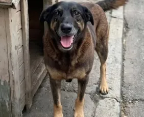 Imagem ilustrativa da imagem ‘Cão Orelha’: polícia cumpre mandados contra investigados por morte de cachorro comunitário em SC