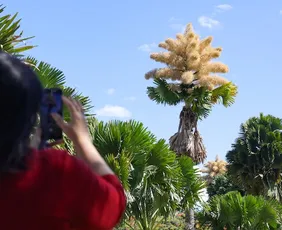 Imagem ilustrativa da imagem Essas palmeiras, plantadas no Rio há 60 anos, florescem pela 1ª vez; veja imagens