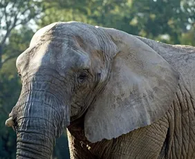 Imagem ilustrativa da imagem Ibama vai visitar santuário no MT após 2 elefantes morrerem menos de um ano após chegarem no local