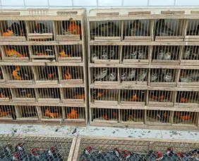 Imagem ilustrativa da imagem Mais de 900 animais silvestres são resgatados pela PRF, na cidade de Garanhuns