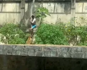 Imagem ilustrativa da imagem O que se sabe sobre o caso do jovem morto em ataque de leoa após invadir jaula de zoológico