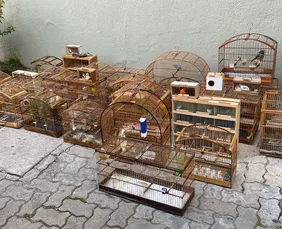 Imagem ilustrativa da imagem Polícia Ambiental apreende 79 aves silvestres em feira no Cordeiro