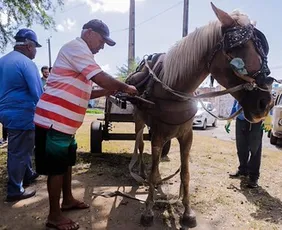 Imagem ilustrativa da imagem Prefeitura do Recife reinicia censo para registrar carroceiros