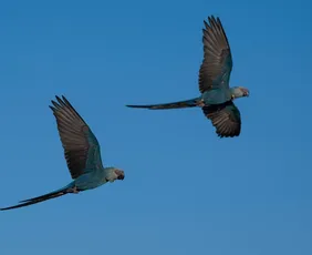 Imagem ilustrativa da imagem Últimas ararinhas-azuis que estavam soltas na natureza contraíram vírus letal; entenda