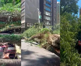 Imagem ilustrativa da imagem Vendaval em SP: Procon orienta clientes da Enel a documentarem prejuízos por falta de luz