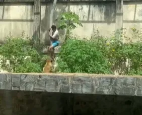 Imagem ilustrativa da imagem Zoológico em que leoa matou jovem reabre na quinta; animal passa a ter monitoramento específico