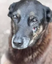 Imagem ilustrativa da imagem Adolescentes suspeitos de matar cão ‘Orelha’ estão nos Estados Unidos