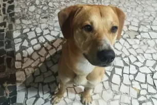 Imagem ilustrativa da imagem Adolescentes suspeitos de matar cão Orelha já tinham tentado afogar outro cachorro, diz polícia