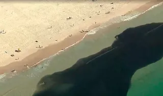 Imagem ilustrativa da imagem Banhistas nadam em meio a cardumes em praias do Rio de Janeiro; veja imagem