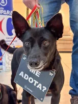 Imagem ilustrativa da imagem Campanha de adoção no Carrefour Recife incentiva famílias a acolher pets resgatados