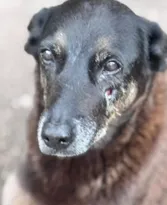 Imagem ilustrativa da imagem Cão Orelha: governador de SC detalha indícios de coação e porte ilegal de arma em morte de pet