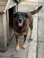 Imagem ilustrativa da imagem ‘Cão Orelha’: polícia cumpre mandados contra investigados por morte de cachorro comunitário em SC