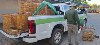 Imagem ilustrativa da imagem Fiscalização ambiental apreende 100 pássaros e aplica R$ 63 mil em multas no Sertão