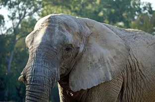 Imagem ilustrativa da imagem Ibama vai visitar santuário no MT após 2 elefantes morrerem menos de um ano após chegarem no local