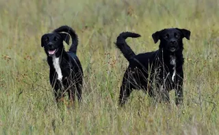 Imagem ilustrativa da imagem Instituto reforça proibição de animais em parques do ES