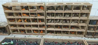 Imagem ilustrativa da imagem Mais de 900 animais silvestres são resgatados pela PRF, na cidade de Garanhuns