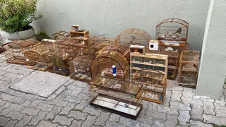 Imagem ilustrativa da imagem Polícia Ambiental apreende 79 aves silvestres em feira no Cordeiro