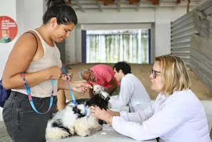 Imagem ilustrativa da imagem Prefeitura do Recife promove dia de vacinação, adoção e atendimento veterinário