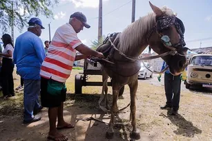 Imagem ilustrativa da imagem Prefeitura do Recife reinicia censo para registrar carroceiros