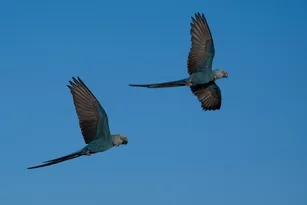 Imagem ilustrativa da imagem Últimas ararinhas-azuis que estavam soltas na natureza contraíram vírus letal; entenda