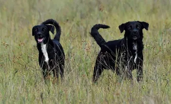 Imagem ilustrativa da imagem Instituto reforça proibição de animais em parques do ES