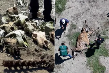 Imagem ilustrativa da imagem Abatedouro clandestino encontrado com ossos de bois, cavalos e cães em Vila Velha