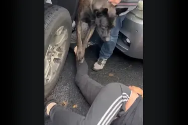 
          Imagem ilustrativa da imagem Agentes de imigração usam cão contra homem durante abordagem nos EUA
          