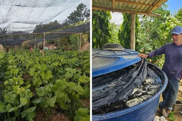 Imagem ilustrativa da imagem Agroecologia transforma agricultura familiar e beneficia 85 famílias no Norte do ES