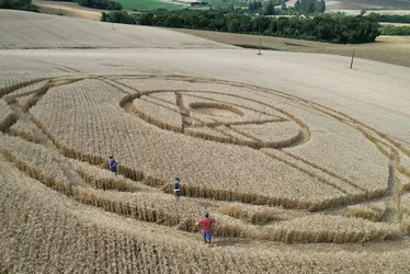Imagem ilustrativa da imagem Agroglifos: desenhos ‘misteriosos’ que aparecem em plantação de Santa Catarina