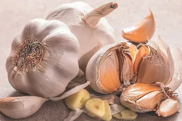 
          Imagem ilustrativa da imagem Alho fica maior e “livre” de doenças
          