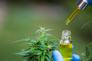 
          Imagem ilustrativa da imagem Anvisa avalia Cannabis medicinal dermatológica e importação da planta
          