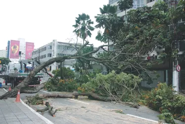 
          Imagem ilustrativa da imagem Árvores caídas e estragos em 14 cidades após chuva
          