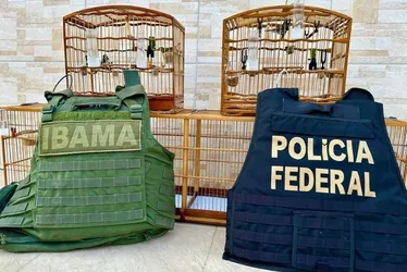Imagem ilustrativa da imagem Aves furtadas de viatura do Ibama são recuperadas no Noroeste do ES