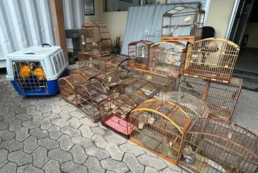 Imagem ilustrativa da imagem Aves silvestres e drogas são apreendidas em ação da polícia na Serra