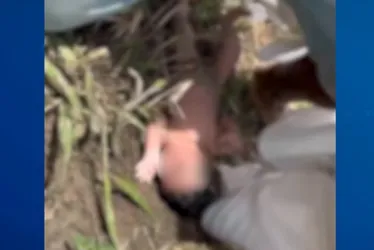 
          Imagem ilustrativa da imagem Bebê recém nascido é encontrado em área de pasto no Norte do ES
          