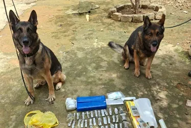 Imagem ilustrativa da imagem Cães treinados da Polícia Penal ampliam ações de segurança no Espírito Santo