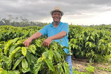 
          Imagem ilustrativa da imagem Cafeicultor dobra produção ao utilizar capim-mombaça como adubo
          