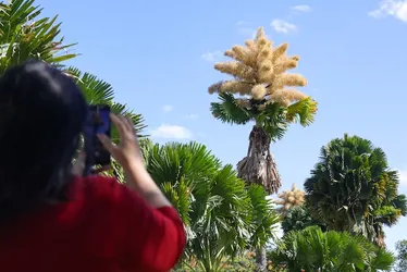 
          Imagem ilustrativa da imagem Essas palmeiras, plantadas no Rio há 60 anos, florescem pela 1ª vez; veja imagens
          