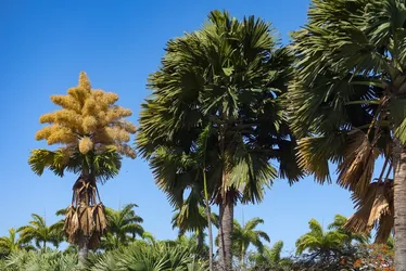 
          Imagem ilustrativa da imagem Essas palmeiras, plantadas no Rio há 60 anos, florescem pela 1ª vez; veja imagens
          