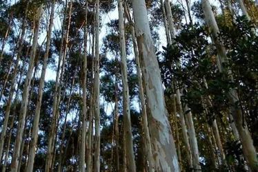 Imagem ilustrativa da imagem Projeto de fábrica de combustíveis da Suzano no ES é suspenso por falta de madeira