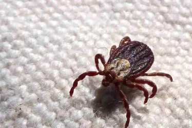 Imagem ilustrativa da imagem Febre maculosa causa mais duas mortes no interior de São Paulo