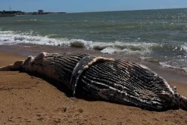 Imagem ilustrativa da imagem Filhote de baleia-jubarte é encontrado morto em praia  no ES