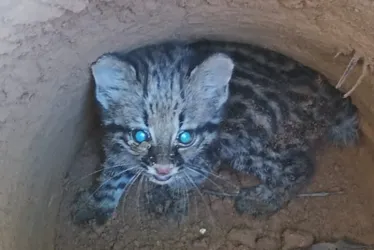 Imagem ilustrativa da imagem Filhote de jaguatirica é resgatado após cair em buraco no ES