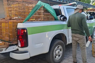 Imagem ilustrativa da imagem Fiscalização ambiental apreende 100 pássaros e aplica R$ 63 mil em multas no Sertão