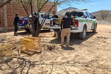 Imagem ilustrativa da imagem Fiscalização ambiental apreende 100 pássaros e aplica R$ 63 mil em multas no Sertão