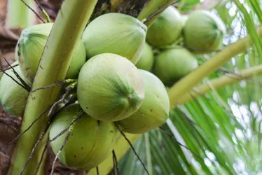 Imagem ilustrativa da imagem Frutas capixabas fazem sucesso até na “Terra dos Vikings”