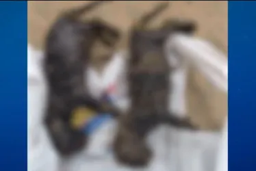 
          Imagem ilustrativa da imagem Idoso é preso após jogar filhotes de gato vivos em valão em Cariacica
          